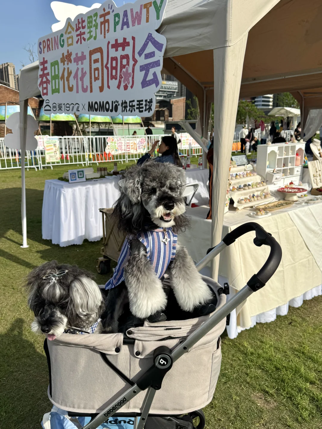 ☁️好天气！带毛孩子出来撒欢儿啦～🐶