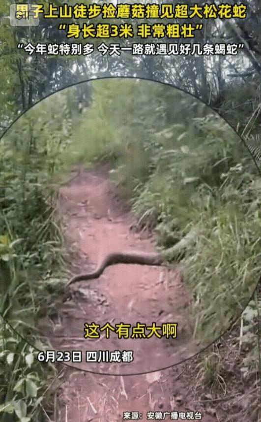 进山采蘑菇的网友，差点一脚踩上去。

 窄窄的羊肠小道正中间，横卧着一条三米多长