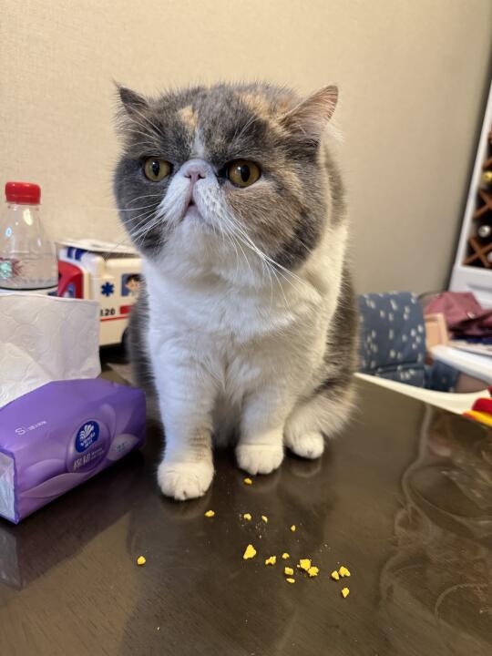 七岁的哈比还是小宝宝的样子🎂