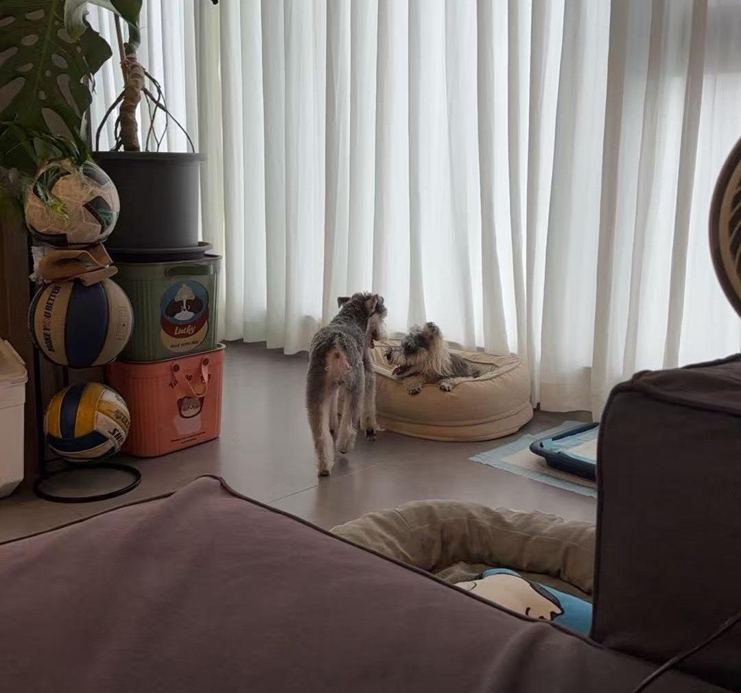 要回老家所以把送86去自己的娘家过几天，妹妹汤圆已经把她的窝抢了发现狗子没有分离