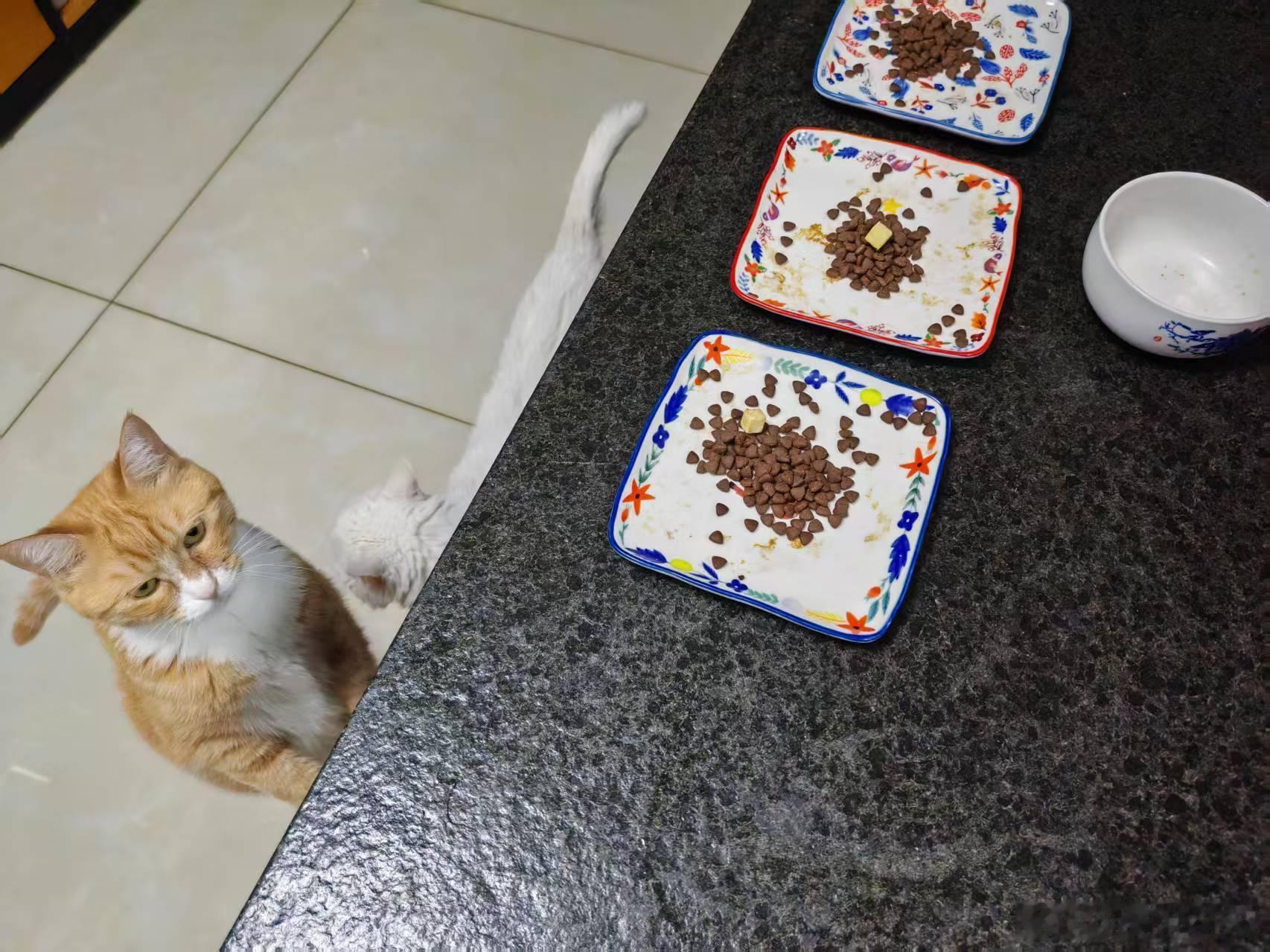 我做晚饭的时候，江哥在旁边喂猫。猫粮还没倒完江哥就跑了，等我饭快做好了，江哥才回