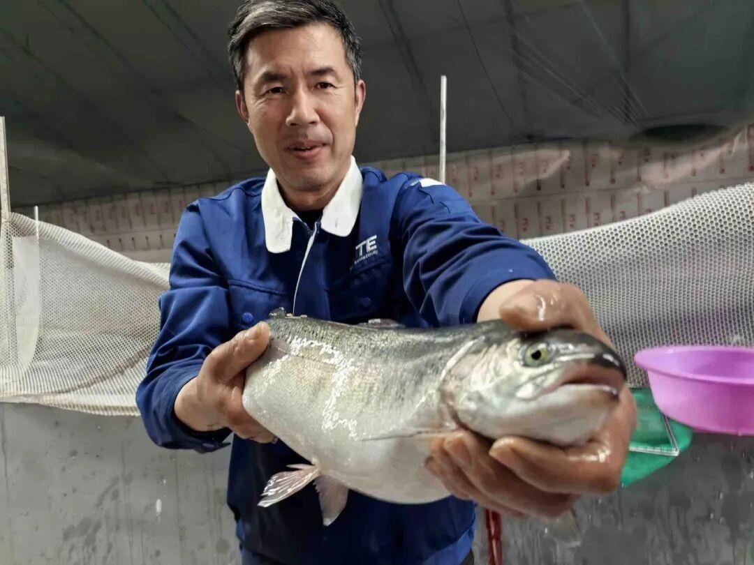 青岛莱西内陆养出“海洋心”！5万斤三文鱼苗奔涌出海，国产深海美味即将引爆餐桌革命