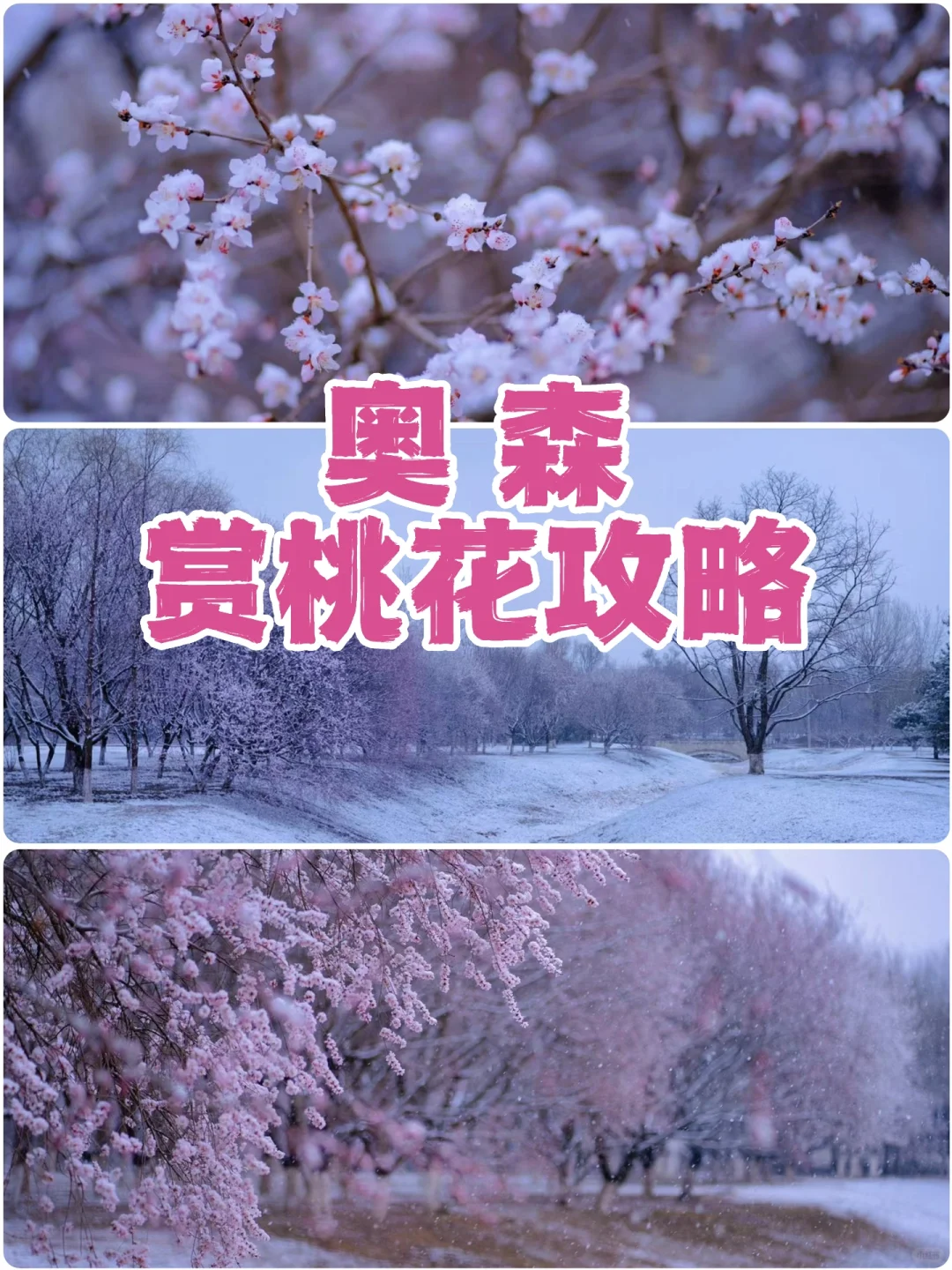 3.17桃花实拍 | 奥森北园桃花开了❗❗附路线