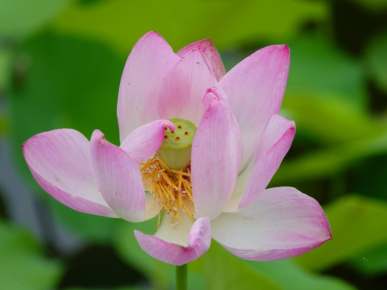 你若爱，生活哪里都可爱；你若恨，生活哪里都可恨；你若感恩，处处可感恩；你若成长，