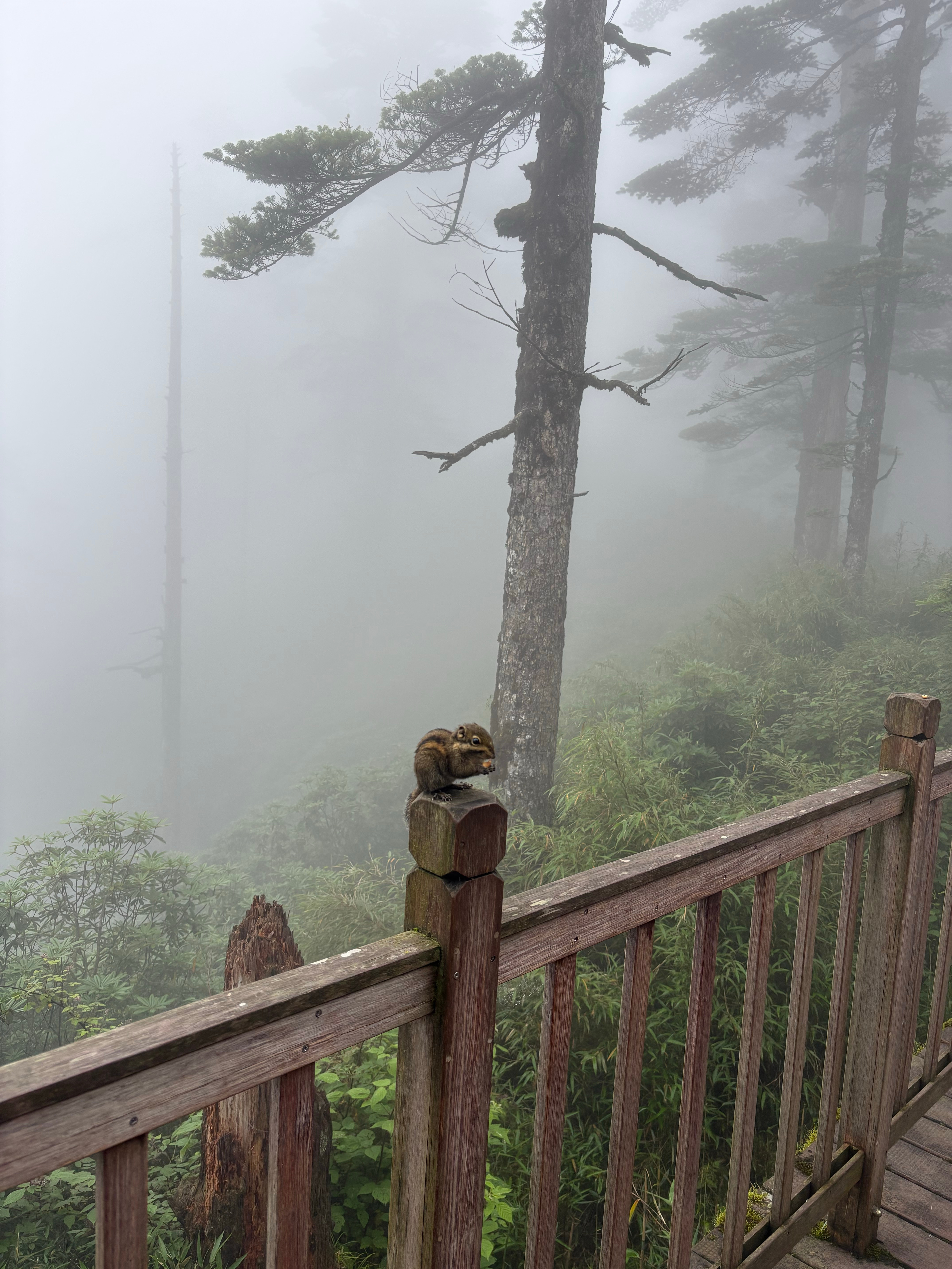 误入迷失森林还是比较喜欢这种静虽然只是个山顶上的水泡子 