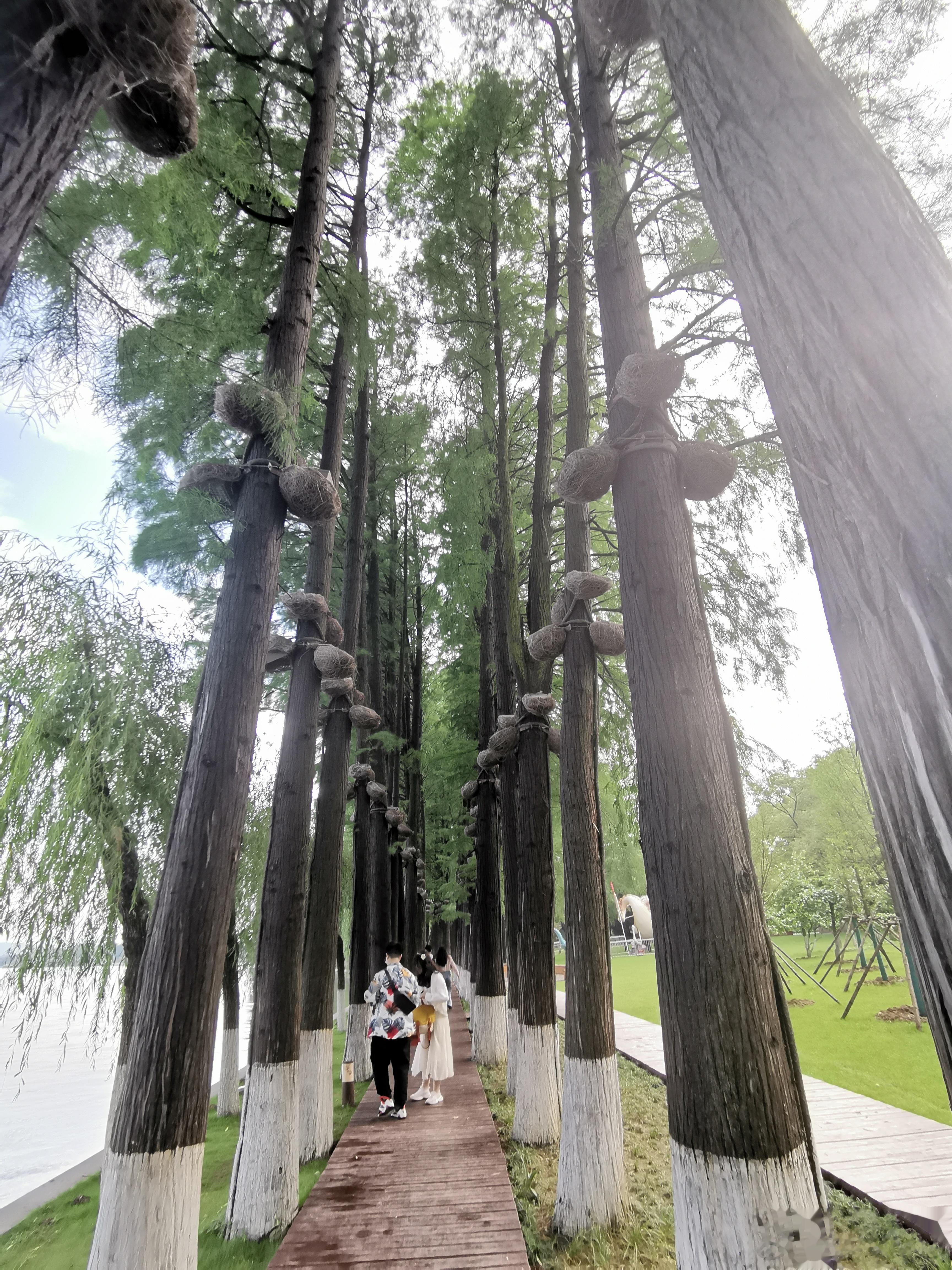 长期吃降压药苯磺酸氨氯地平，3个危害要重视！1、低血压苯磺酸氨氯地平是一种钙通道