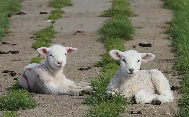 为什么羊没能成为人类的宠物？羊很无情的，在发情期时，你养了5年的羊可能会把你用角