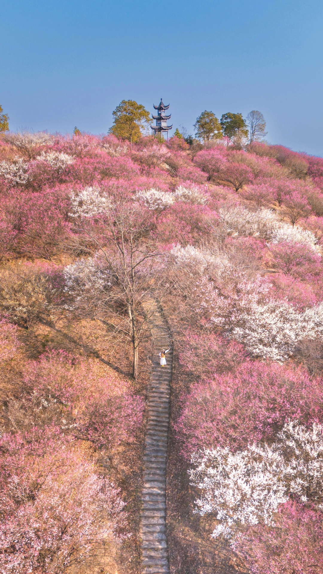 2月的武汉梅香满城❗️附16个绝美赏梅地！