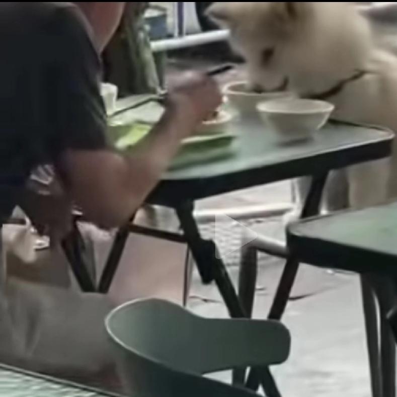 狗在饭馆吃饭，是对他人的不尊重，也是对他人的潜在危害。近日网传广东某地，一男子携