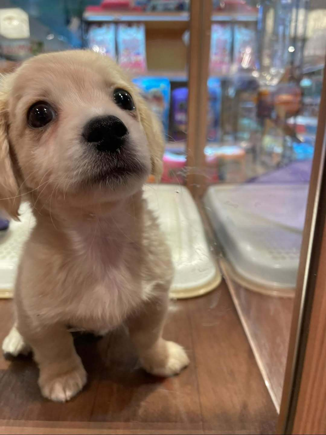 带我回家吧！我能给你看家护院！ 