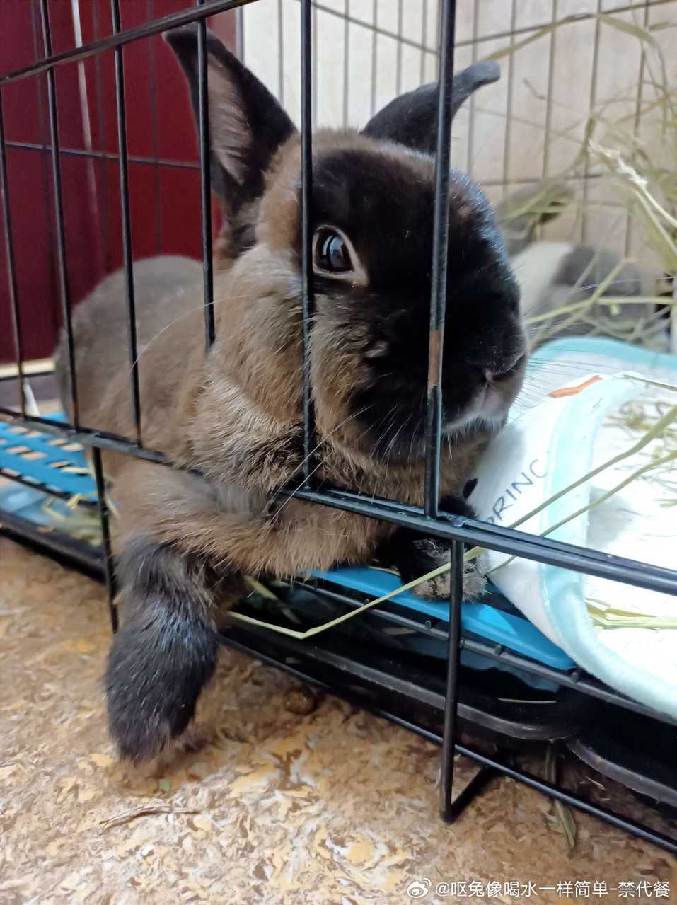 14118🐇【谁敢闻】(有没有人懂后爪小动作的萌点) 