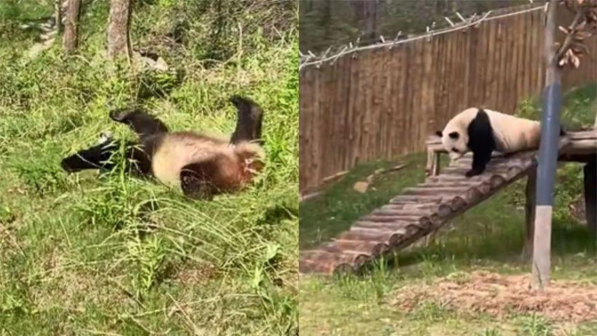 【“装残卖惨”的“戏精”熊猫秦韵又现绝技：四仰八叉躺着滑草】还记得“装残卖惨”的