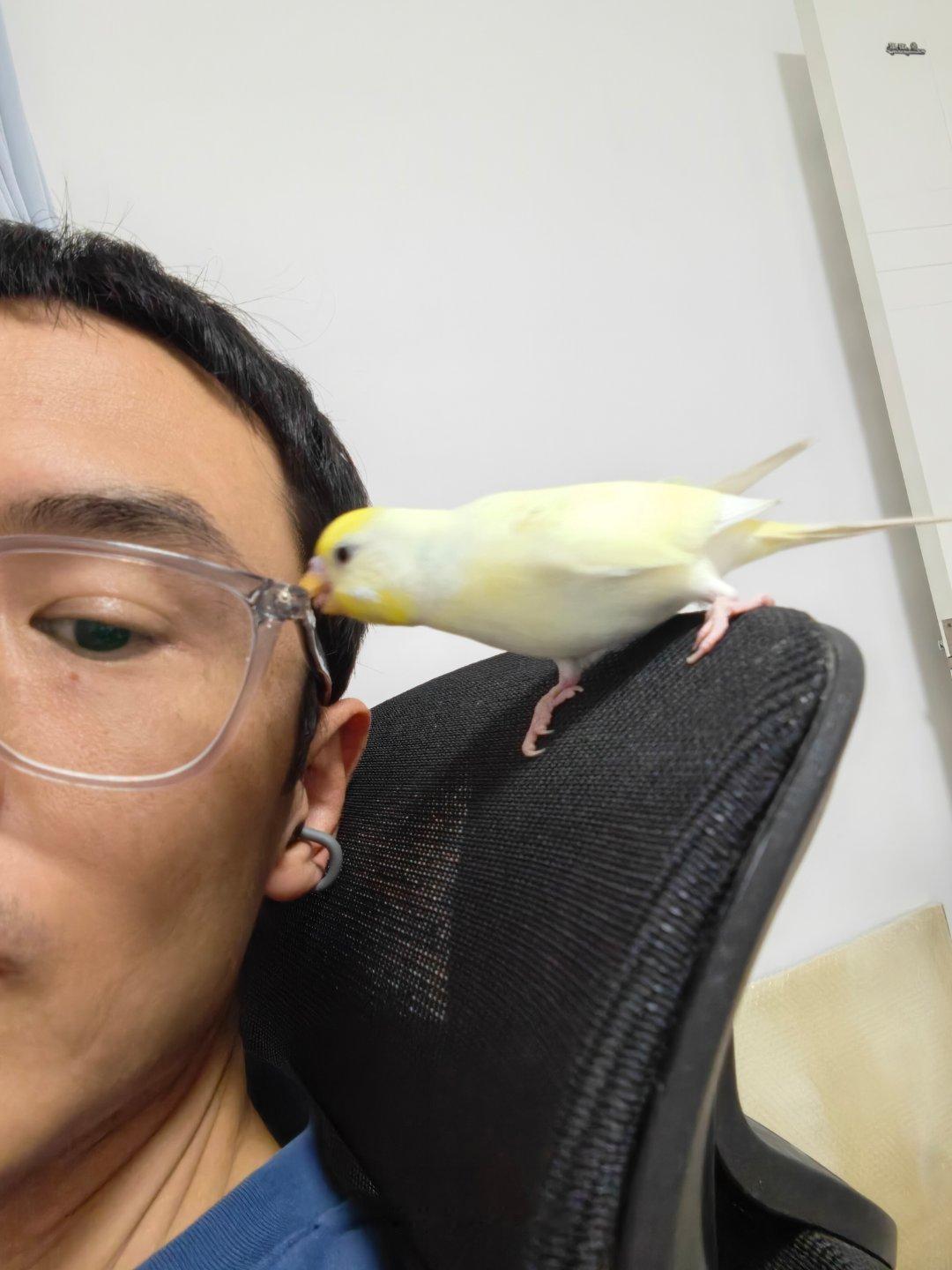 确实已经非常适应魅族的StarV Snap智能眼镜了。刚刚呼叫小溪小溪，眼镜没有