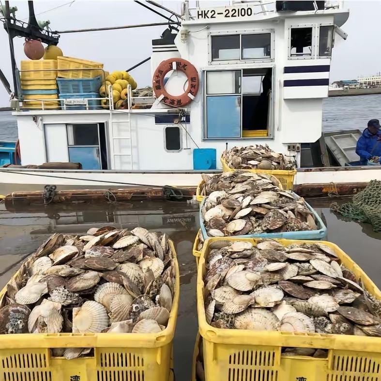 [福]日媒近期抛出一则重磅消息：首批约6吨北海道扇贝已悄然启运中国，直奔消费市场