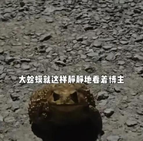 活久见！湖北一名博主长期投喂野生大蟾蜍，平时投喂虫子时十分温顺。只因博主多看了新