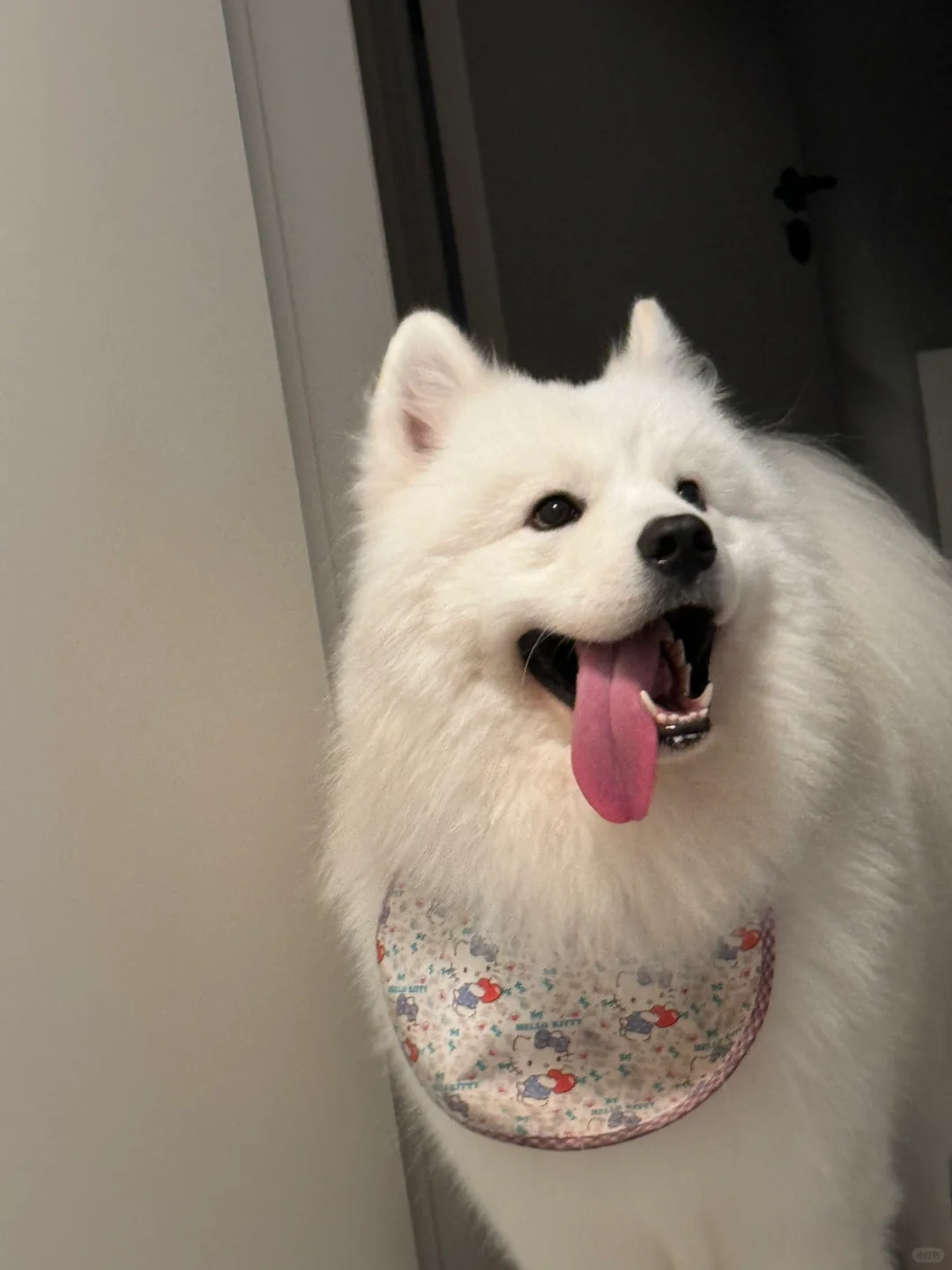 狗粮吐血整理！品种不同怎么养狗不吃亏？