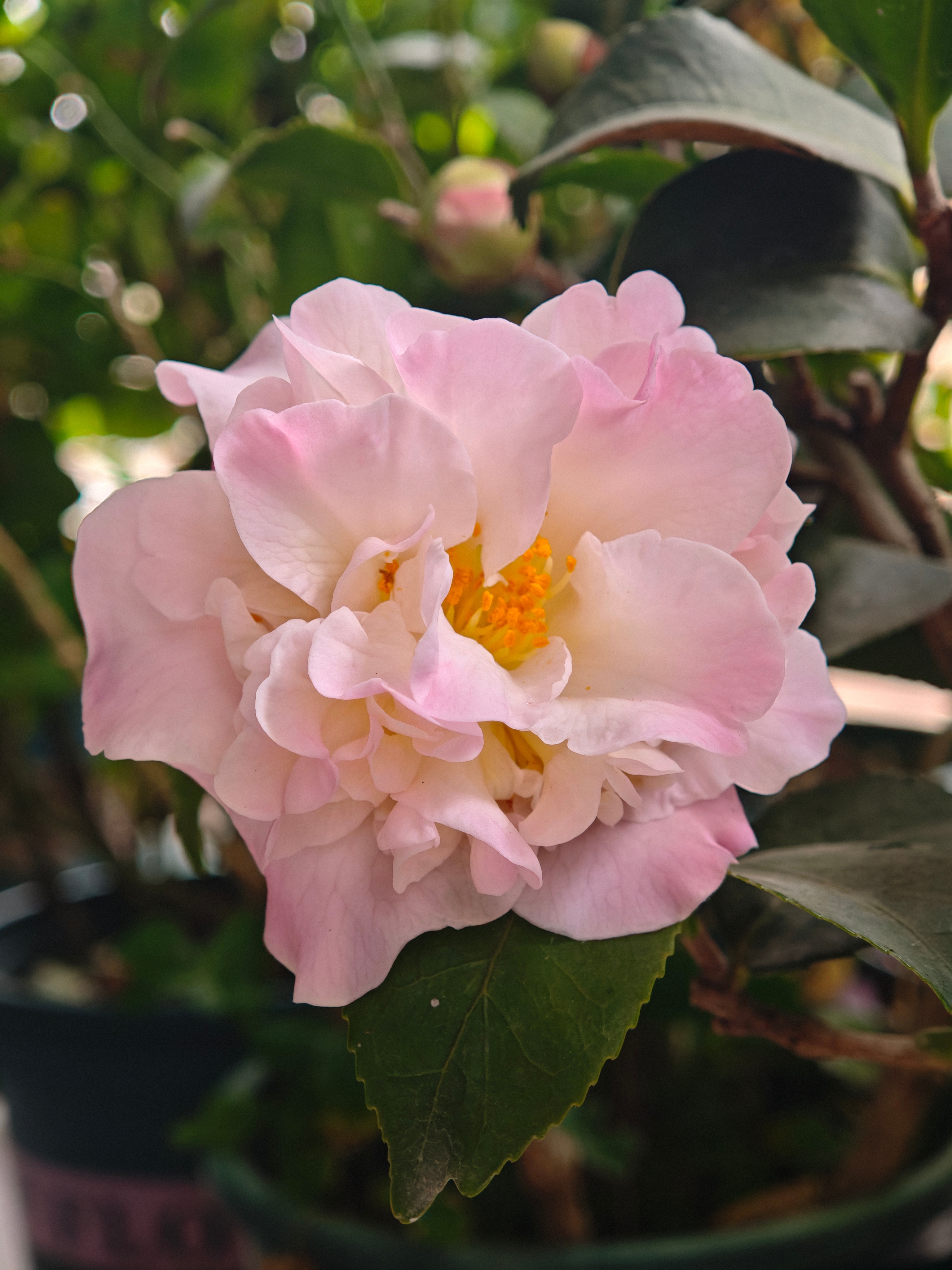 今日有雨，长了半年的花骨朵终于开了，怪不得叫香妃茶花，天啦噜！真的好香啊 
