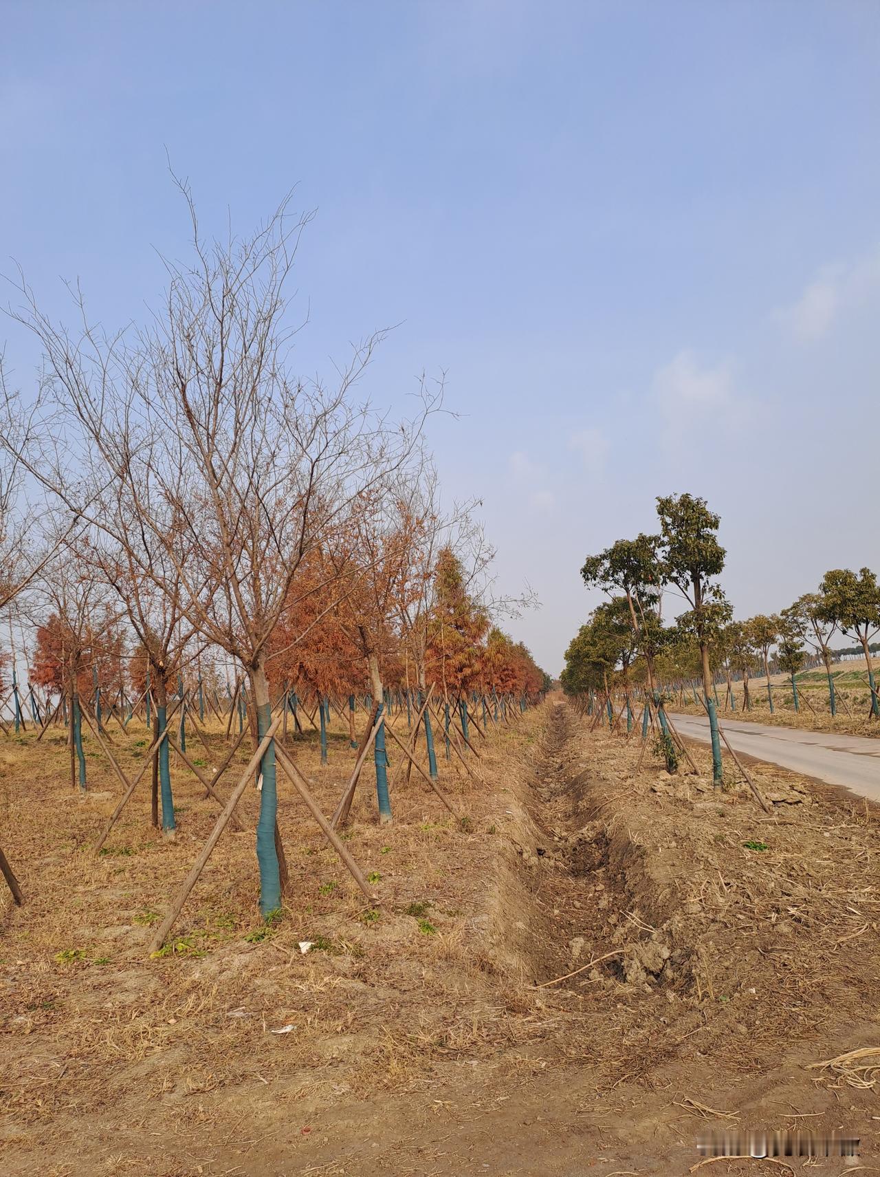 上联：春来江水绿如蓝，你对下联秋去绿树头无发