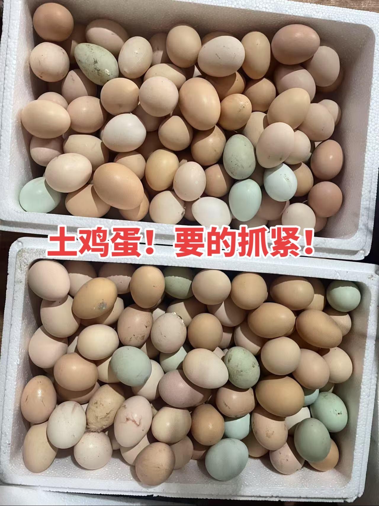生态散养土鸡 正宗农家土鸡蛋 优质农产品