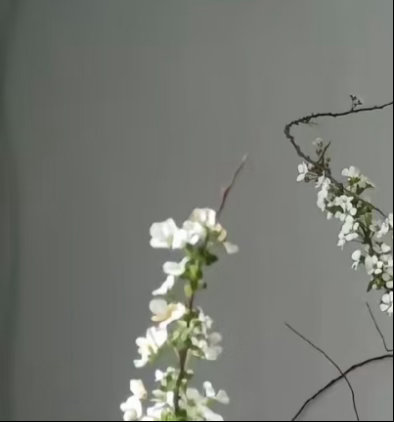 0000雪柳（喷雪花）1. 栽培方式：园土+腐叶土，中性微酸土，耐贫瘠；落叶灌木