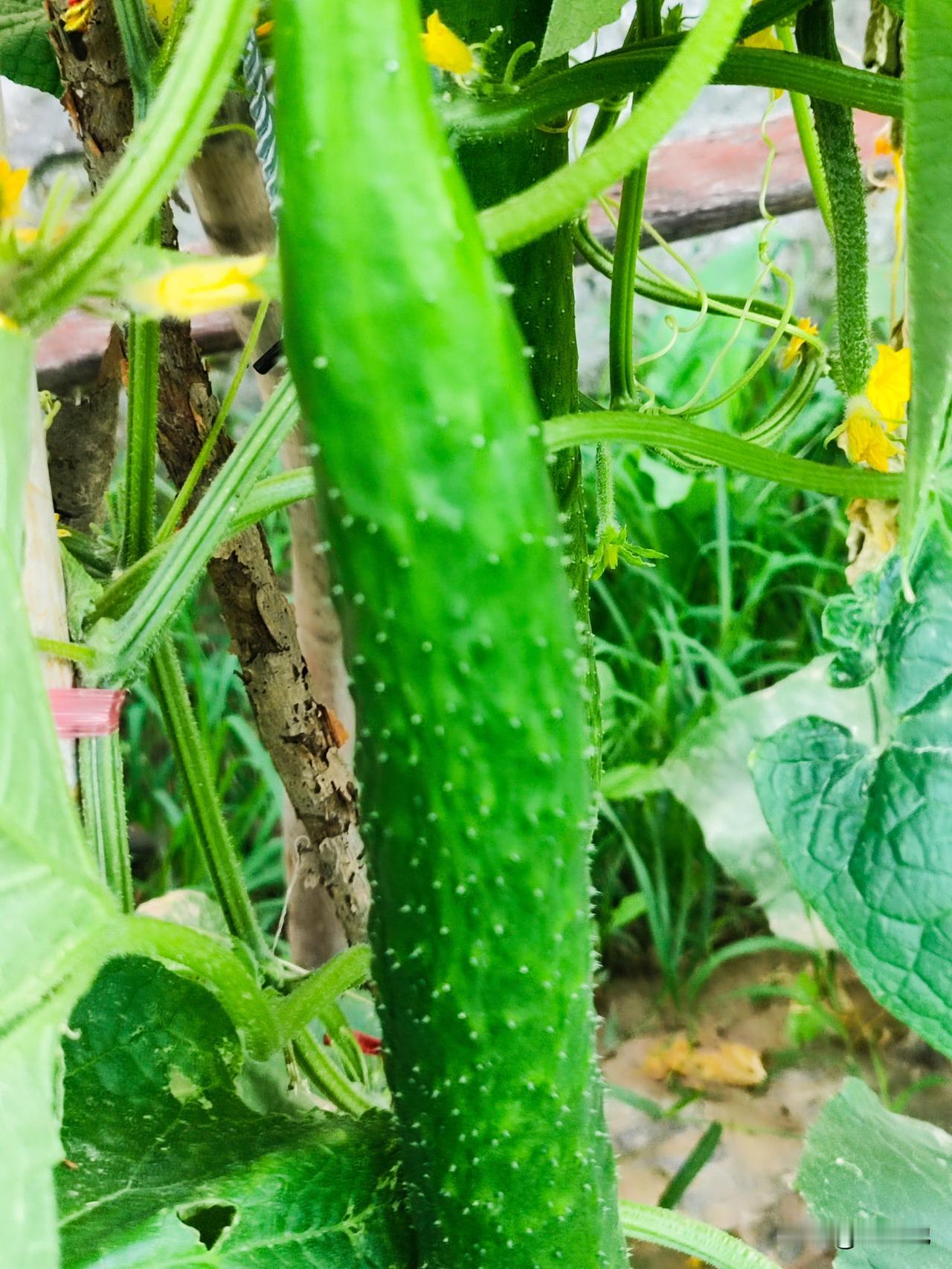 上周一场大雨将黄瓜架打翻在泥水里，经过及时抢救，加固木桩，晚茬黄瓜风采依旧，已开