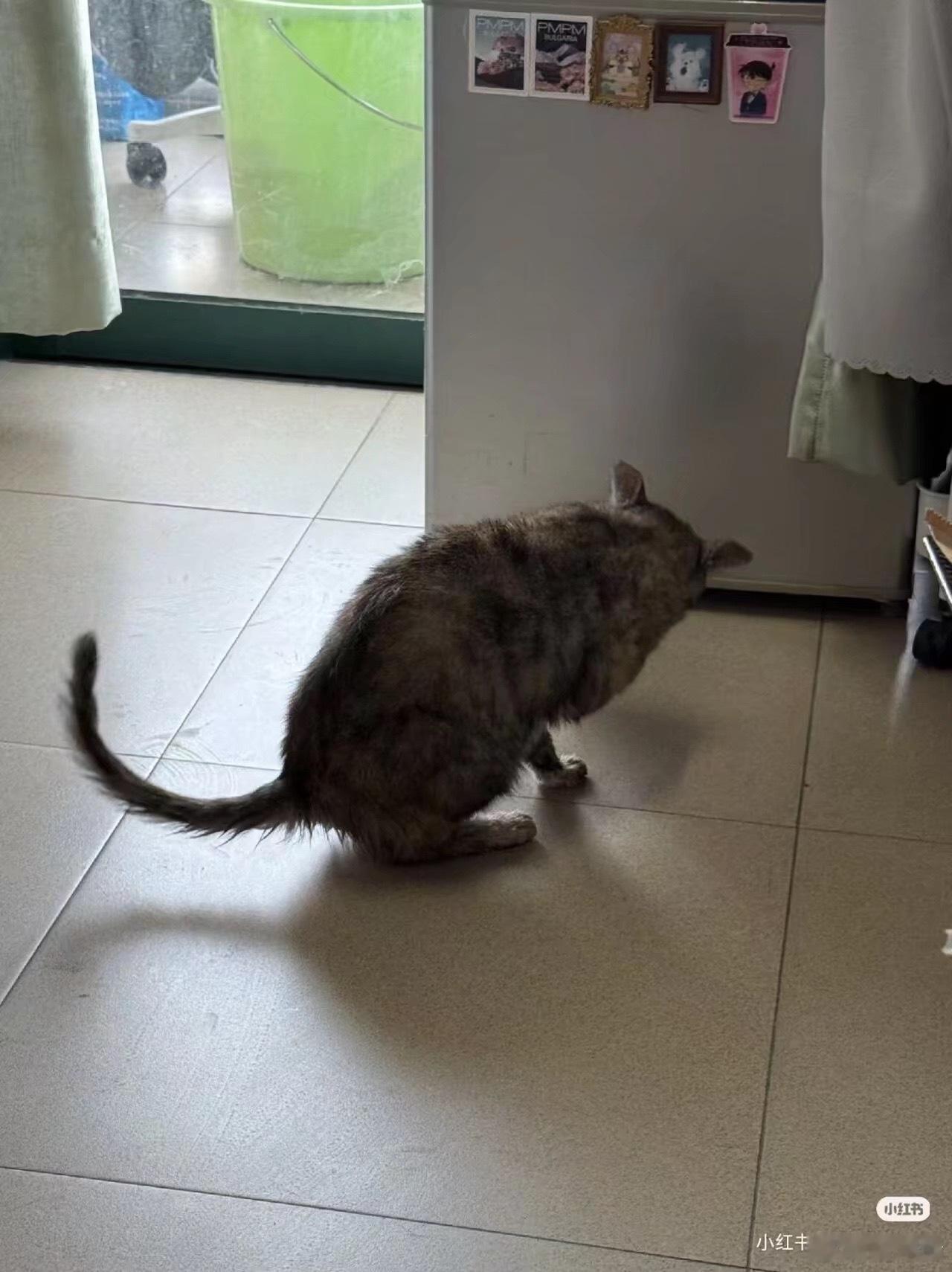 这个猫好可爱 ​​​