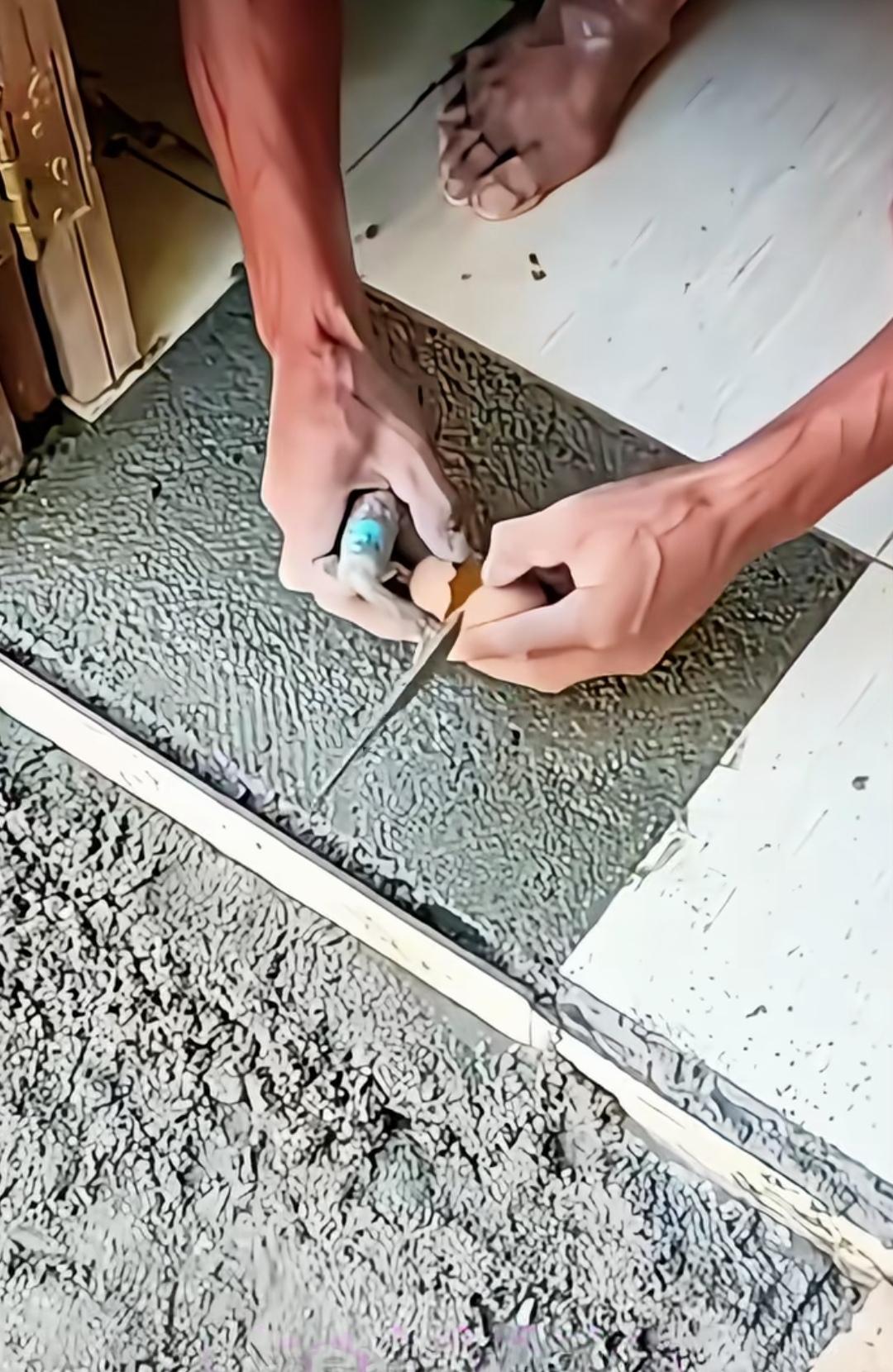 贴地面瓷砖时，师傅为何要在进门的那块砖下敲个鸡蛋进去呢？是认为加入鸡蛋液，能让瓷