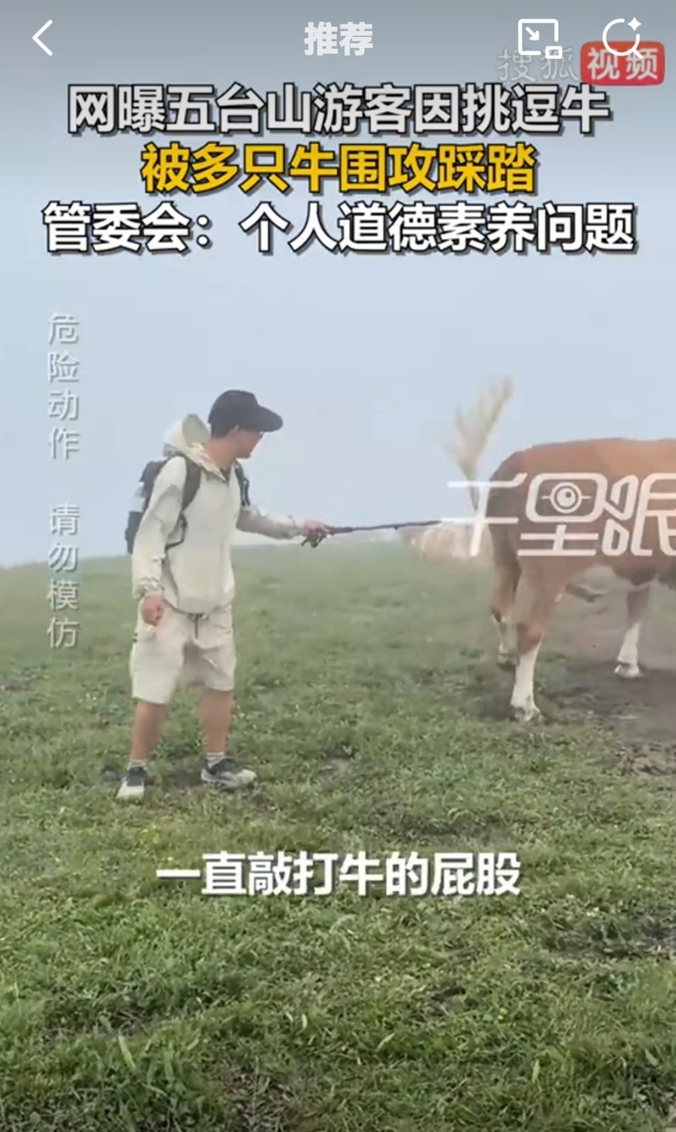 五台山游客疑因挑逗牛被围攻踩踏有句话咋说的，恶有恶报。人家牛好好的在那吃草，你惹