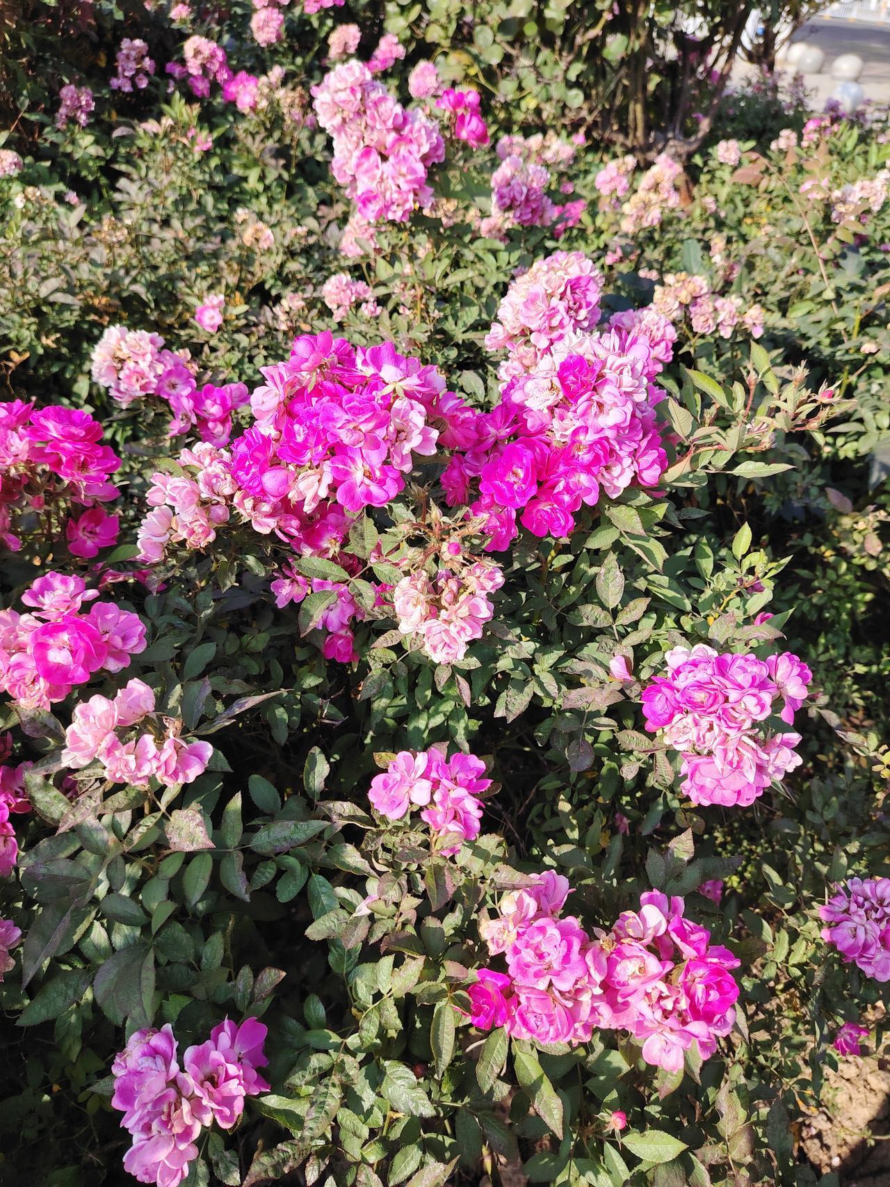 本来就随便溜达，一抬眼直接被这堆粉紫小花美到跺脚🌺！一簇簇挤得满满当当，粉的嫩