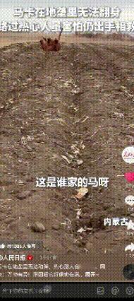 “这匹马火到人民日报了！”内蒙古，一匹马不慎卡在地垄里无法翻身，路过热心人虽害怕