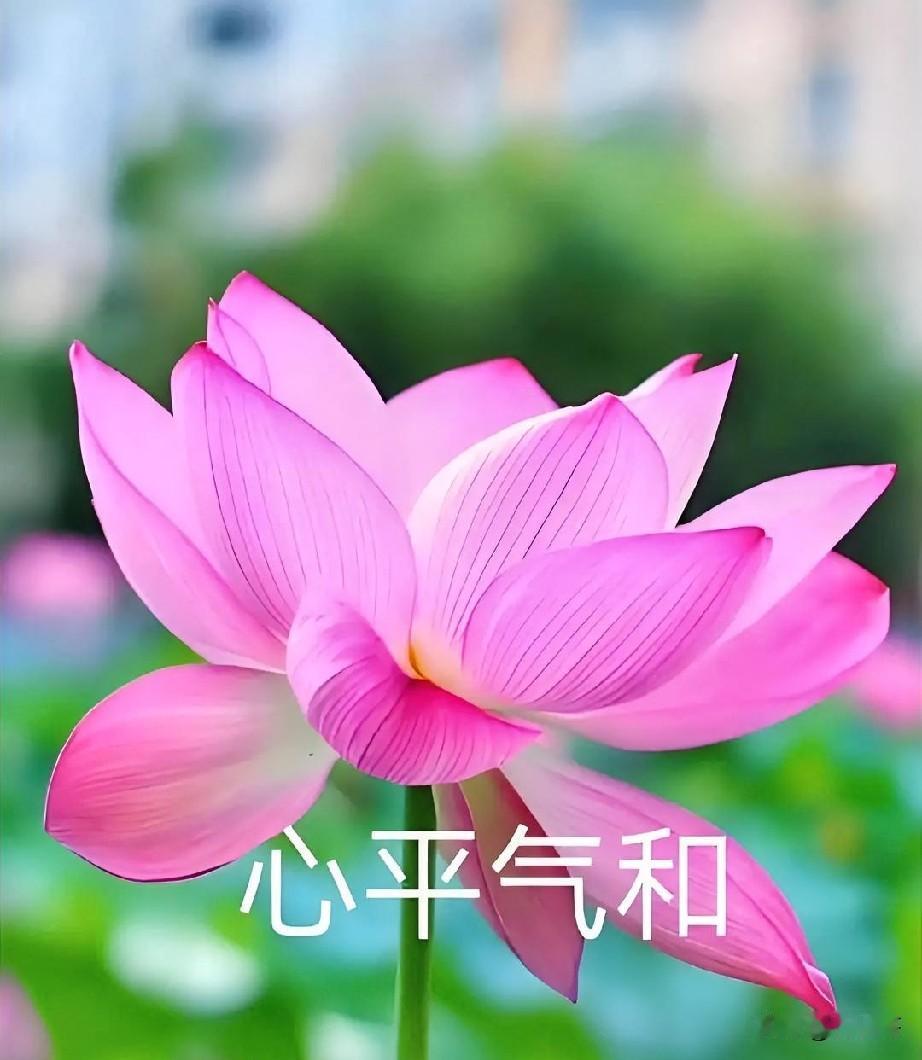 心平能愈三千疾。晨起翻书，见一“躁”字如困兽。世人求医问药，却不知心湖波动时，气