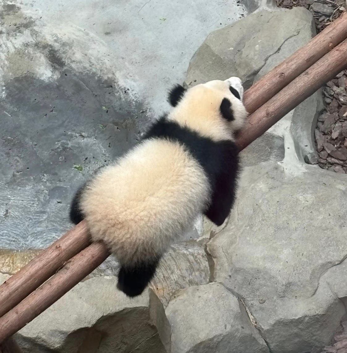 导游称大熊猫花花是残疾游客秒报警我们花花是健康的熊猫宝宝！！！！！！ 