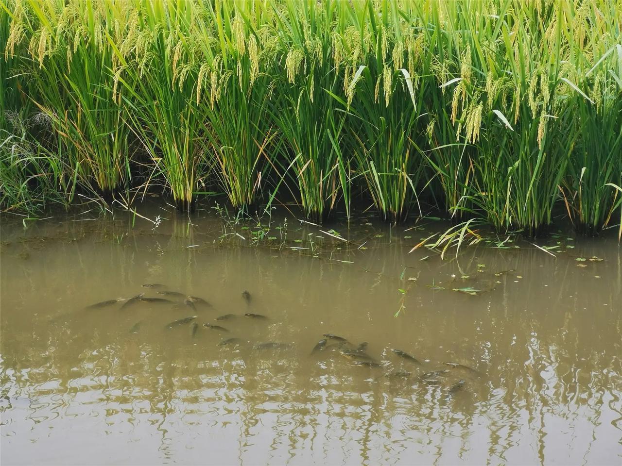 各地农村筹备稻田养鱼推广工作

目前，各地农村为明年大搞稻田养鱼加快推进相关筹备