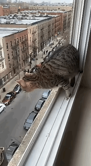 七楼纵身一跃稳落地，猫咪这波操作真不是靠运气！
 
          谁懂啊！