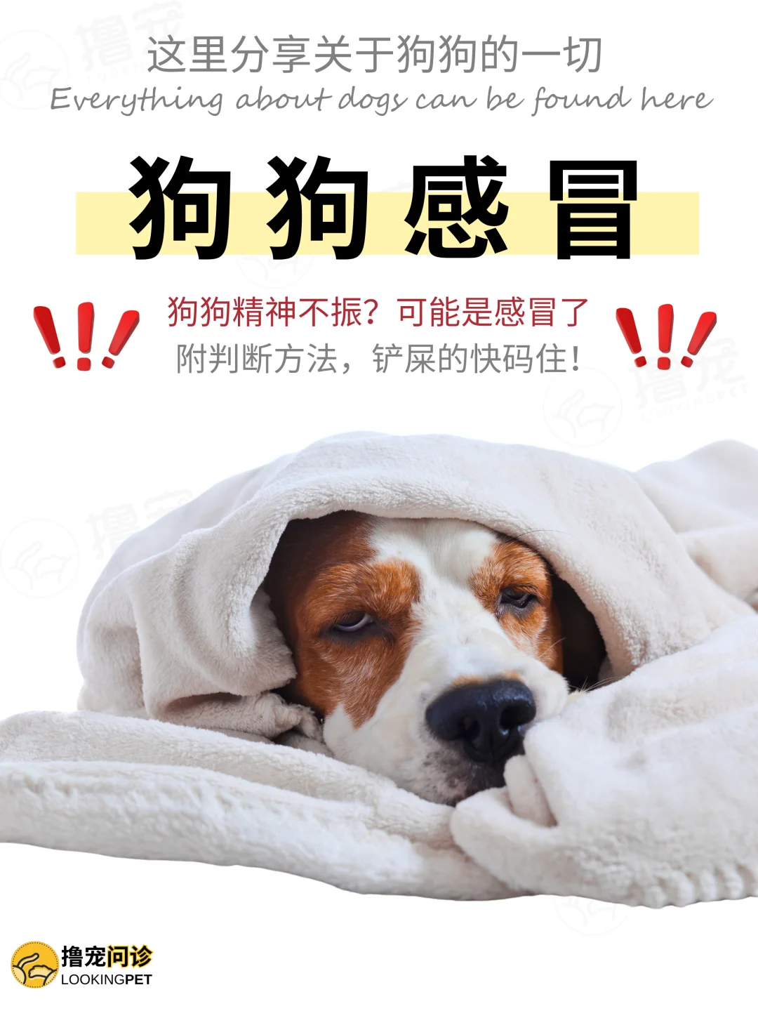 🐶狗狗都已经生病了‼️你还以为它没事😅