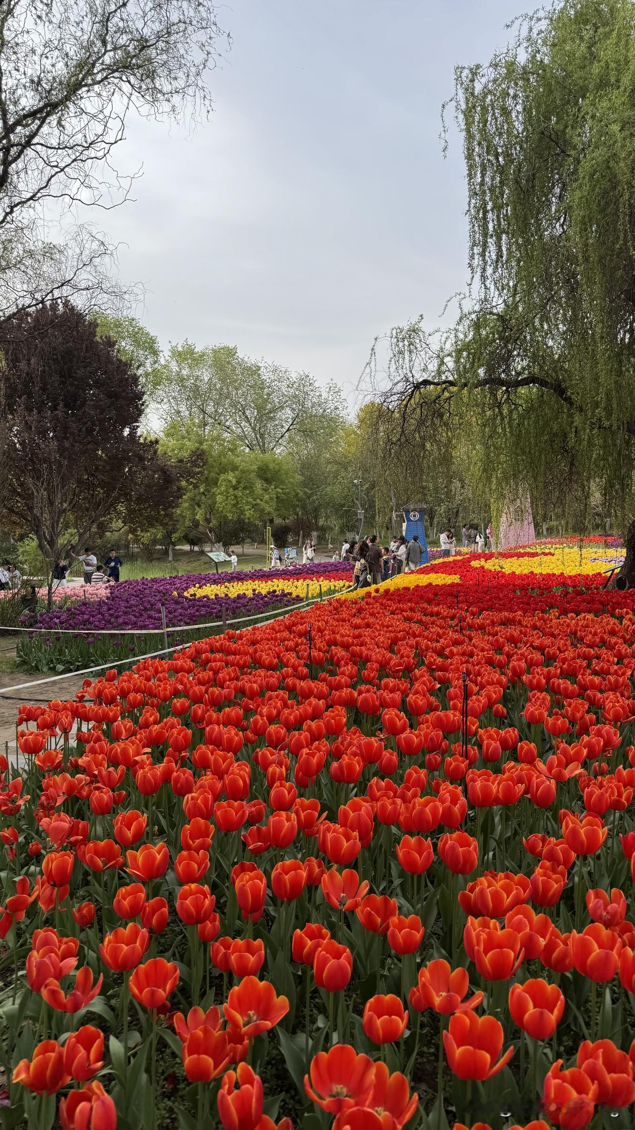 春天里的浪漫花海，西安植物园值的一去西安周末赏花 赏花植物园 西安公园之景 西安