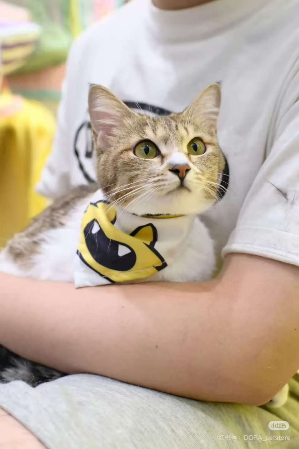 宋威龙张婧仪片场捡的小猫都这么大了野狗骨头片场捡的小猫都这么大了 他们片场捡的小