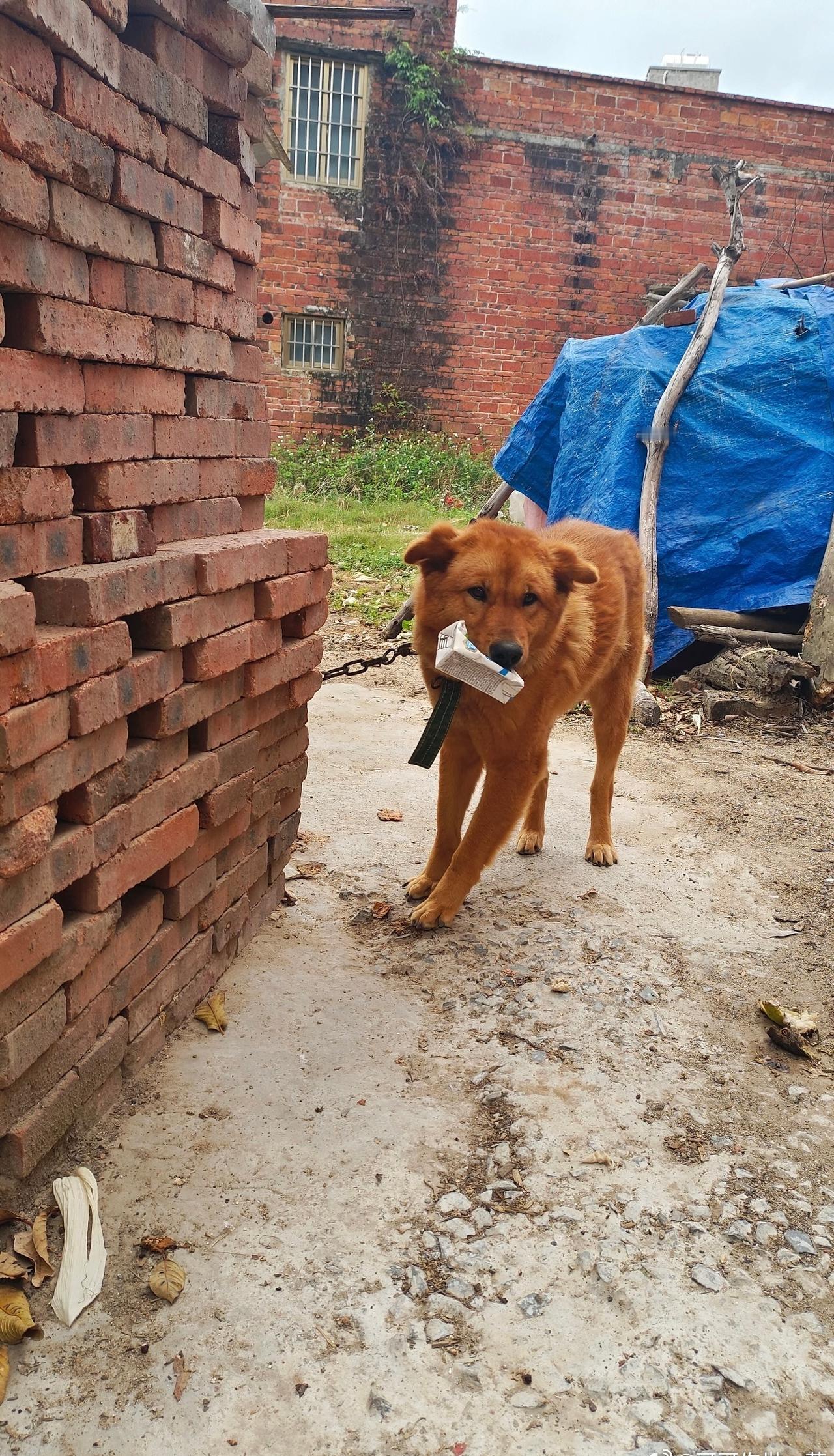 [宠物中毒案精神赔偿被驳]2022年9月，北京朝阳区畅颐园小区业主张某华因不满犬