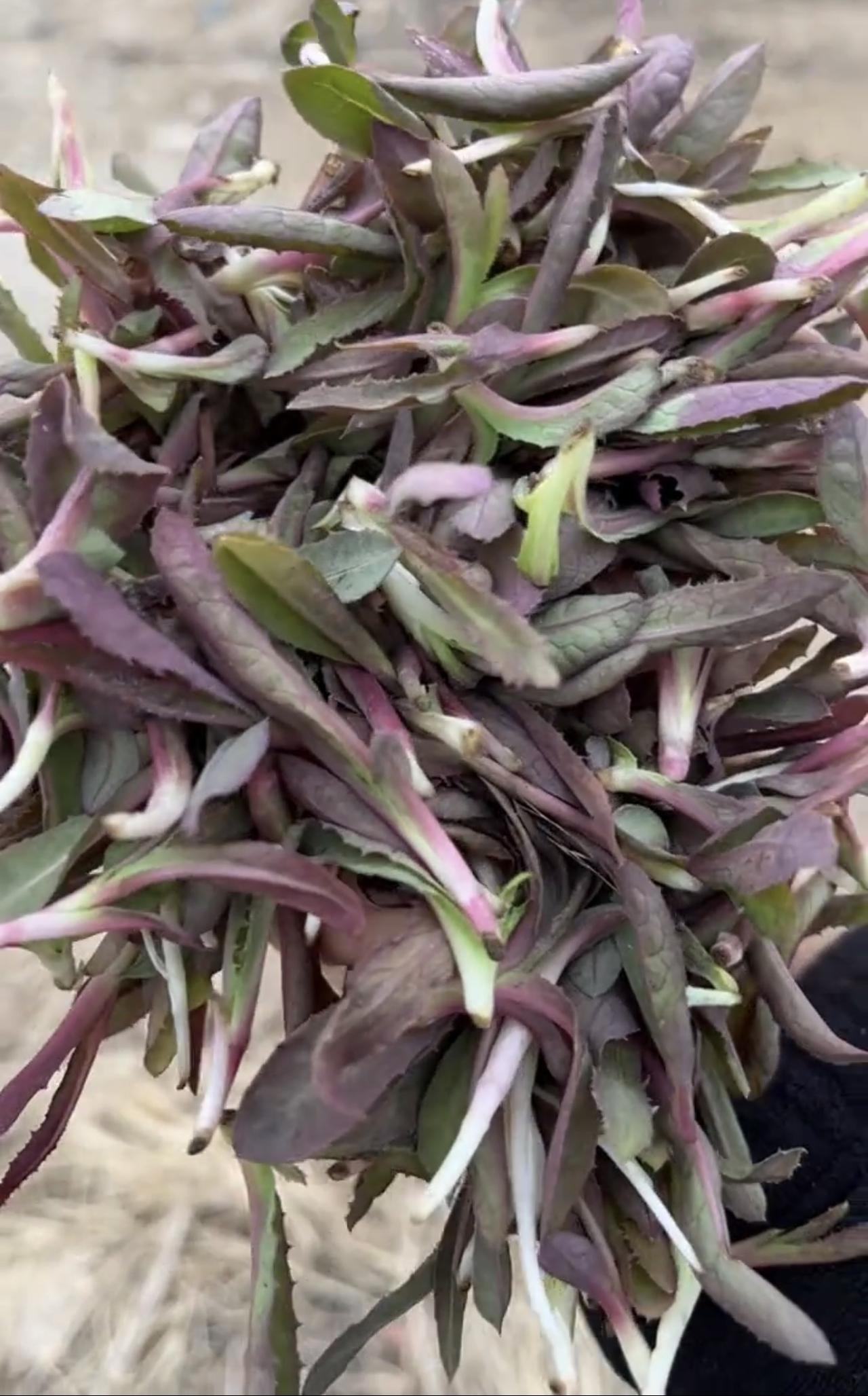 下图⬇️
你们那里管这种野菜叫啥？

我是东北的，又到了挖野菜的时候了，每年都会