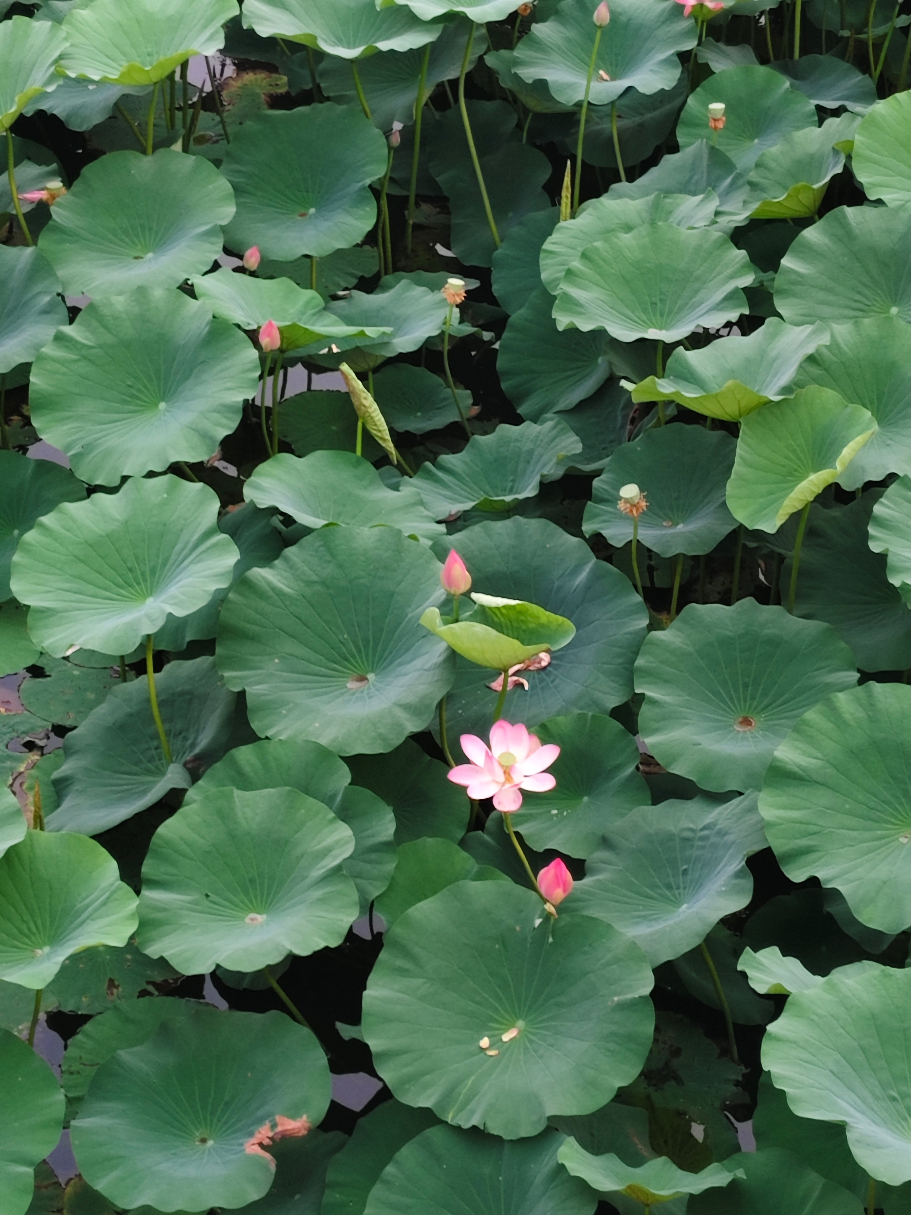 接天莲叶无穷碧，映日荷花别样红。 
