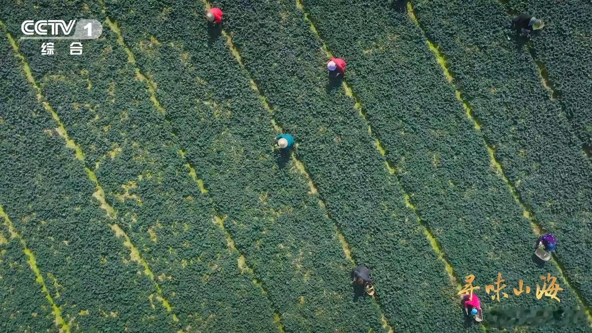 会吹泡泡的蔬菜湖北有种0摄氏度严选青菜随州泡泡青在霜雪里修炼出满身泡泡，清炒后甜