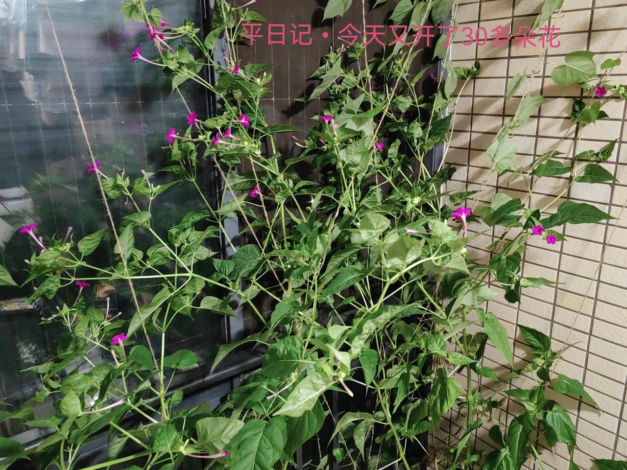 主卧和阳台满室花香。
​
​今天夜来香又开了30多朵[笑]
