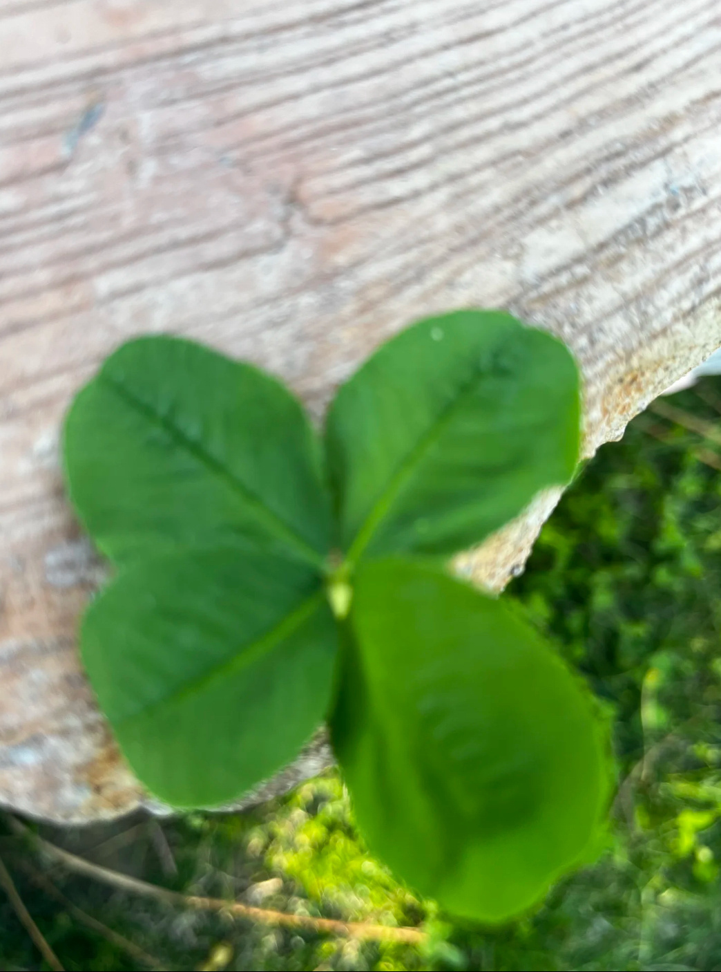 恭喜刷到四叶草🍀啦！接下来一定会有好事发生喔！⭐✨ 