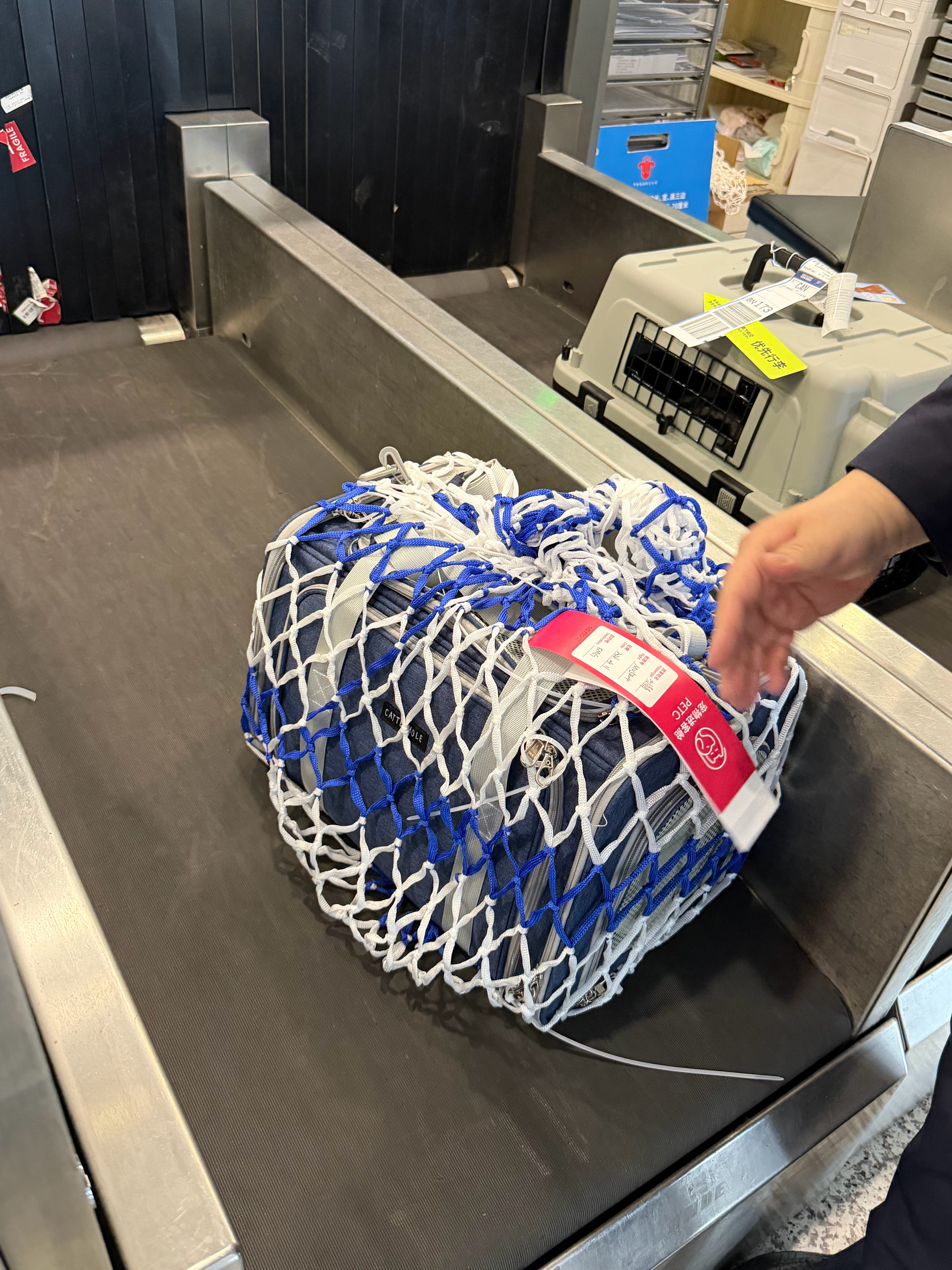 今天后我的牛牛身价又翻了番宠物登机服务还是很贴心的 上海·上海虹桥国际机场