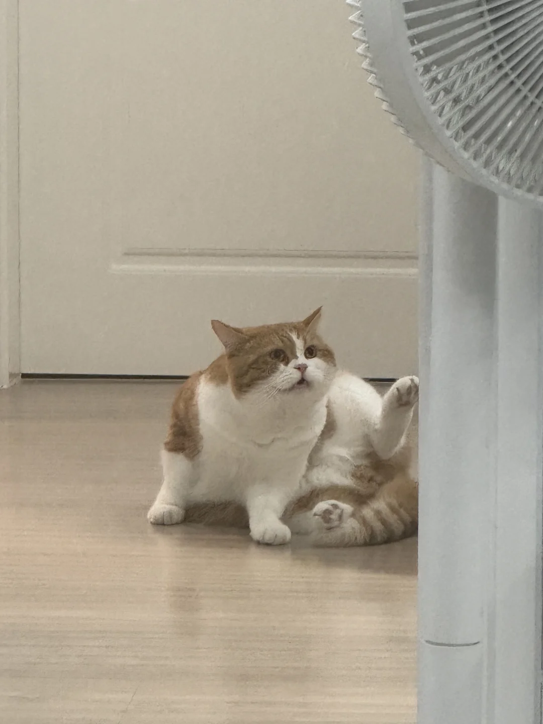 舔自己的臭屁股 被恶心到了