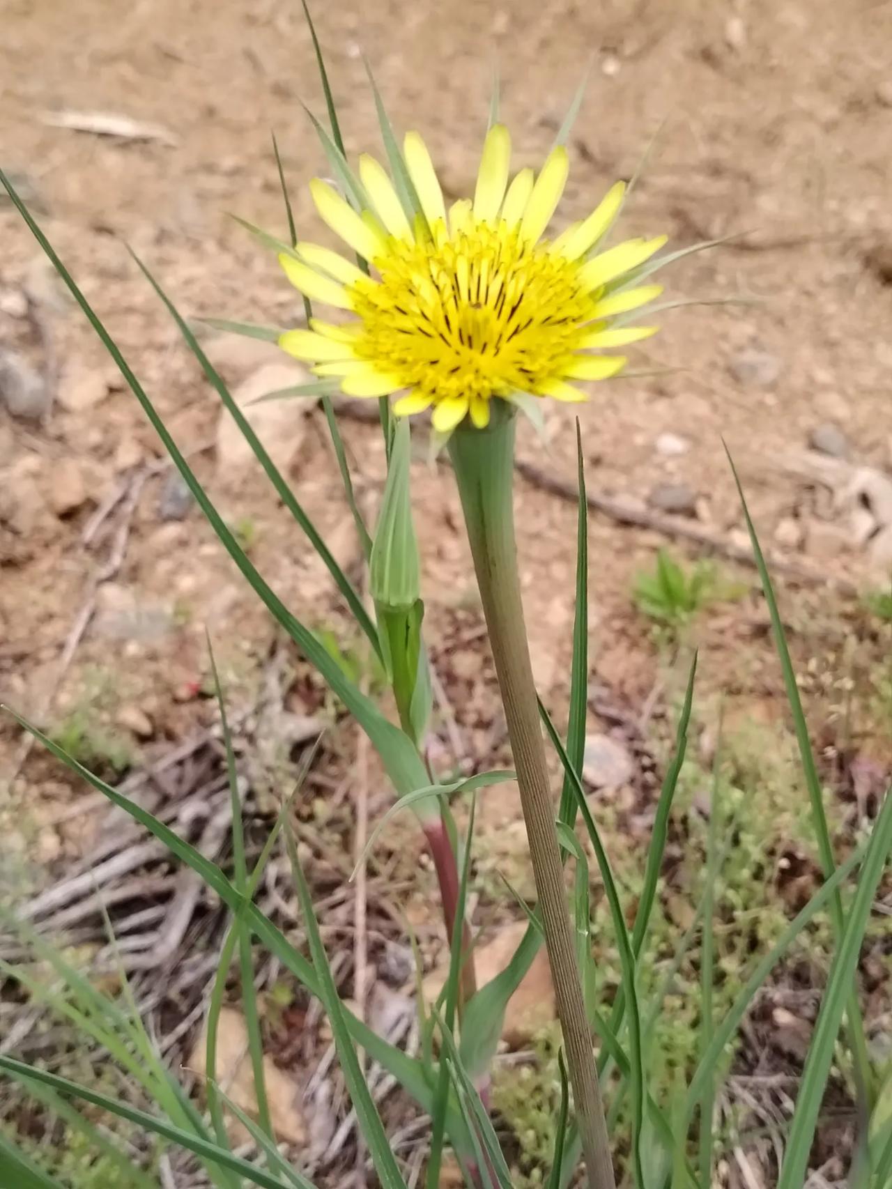 黄花婆罗门参，遍布田园山野。春季开花。夏日种子成熟象球型，每粒种子有一降落伞。风