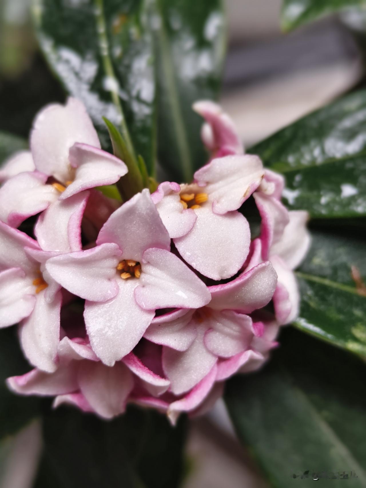 我这盆瑞香已经养了九年，年年花开爆棚，花开时香满院子！
它的香气浓而不浊、清而不