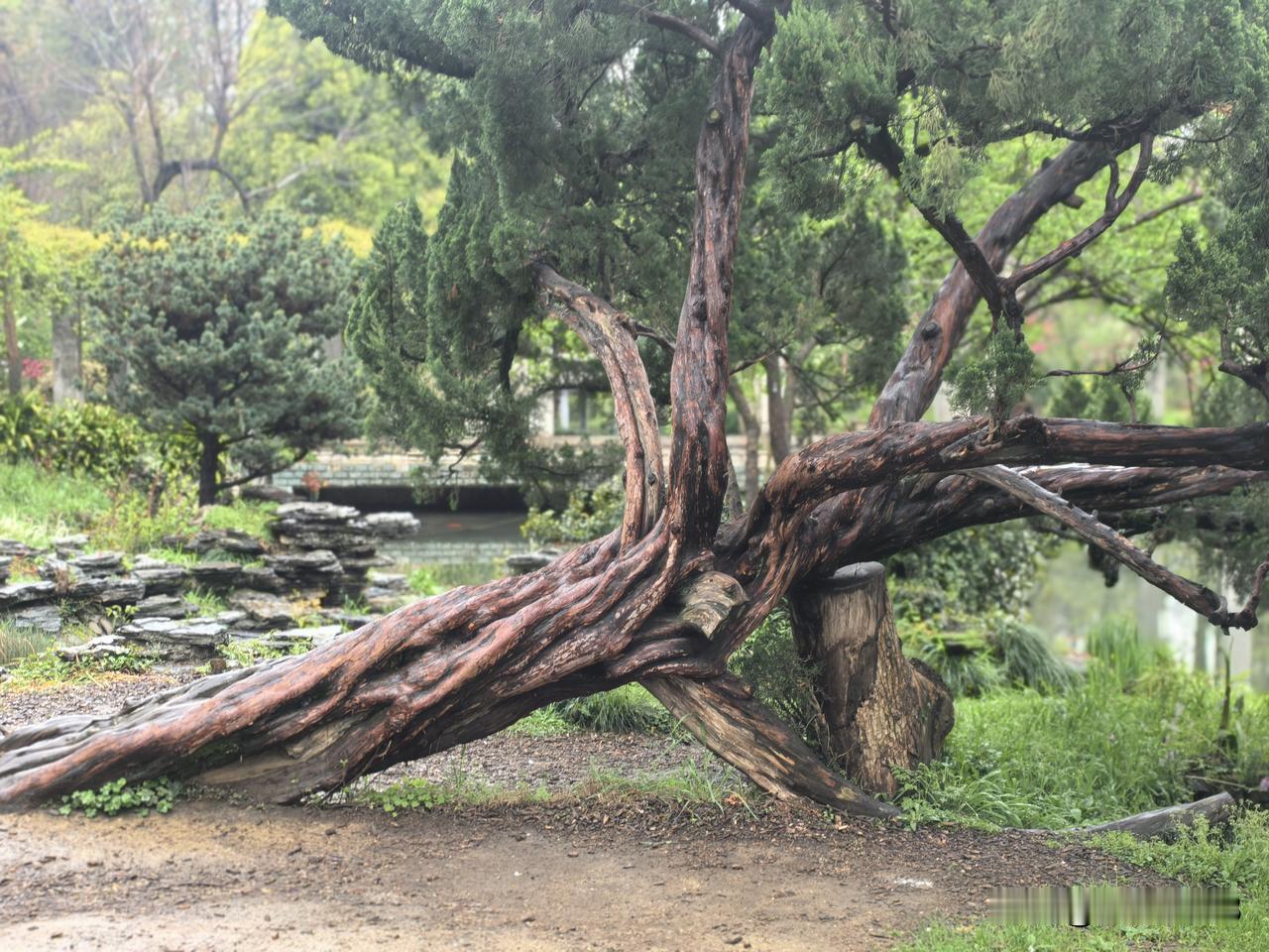 早餐是咖啡和法式吐司及草莓。极简单。

上午写作及翻看历年旅行照片，最近就是习惯