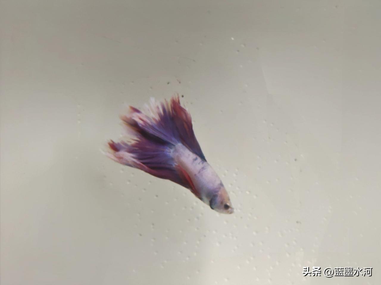 今天我第一次看到一种鱼，一个鱼缸只养一条。它身披艳红鳞甲，在光影下泛着温润光泽，