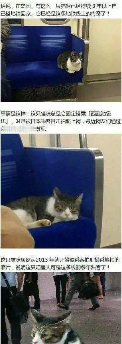 喵和狗逃票的区别待遇，没有对比就没有伤害...